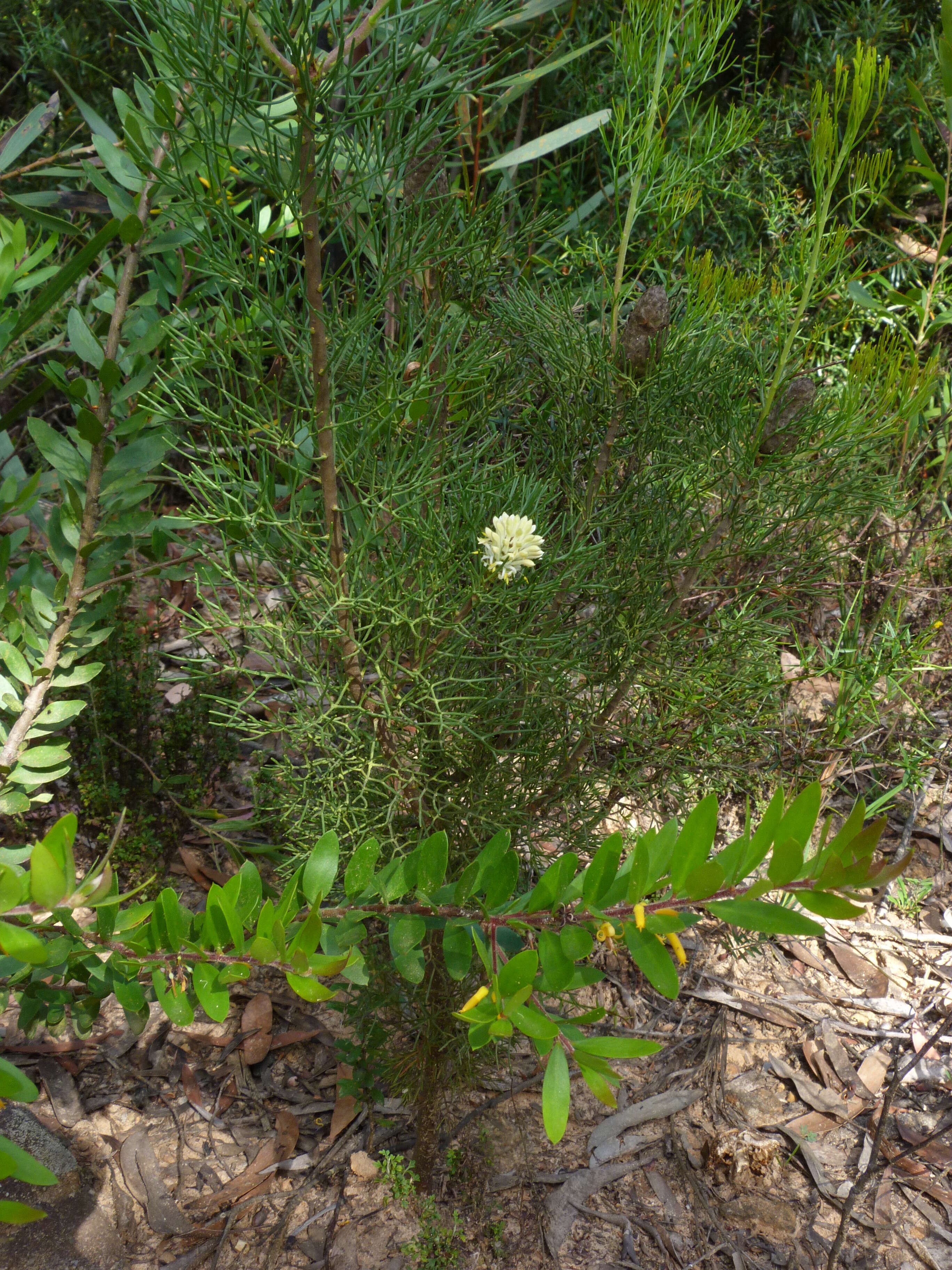 Image of Petrophile pulchella (Schrader & Wendl.) R. Br.