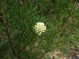 Image of Petrophile pulchella (Schrader & Wendl.) R. Br.