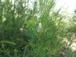 Image of Petrophile pulchella (Schrader & Wendl.) R. Br.