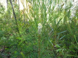 Image of Petrophile pulchella (Schrader & Wendl.) R. Br.