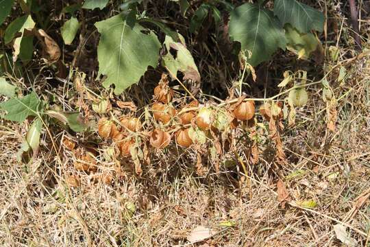 Image of nicandra