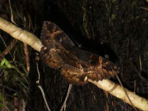 Image of Erebus crepuscularis Linnaeus 1767