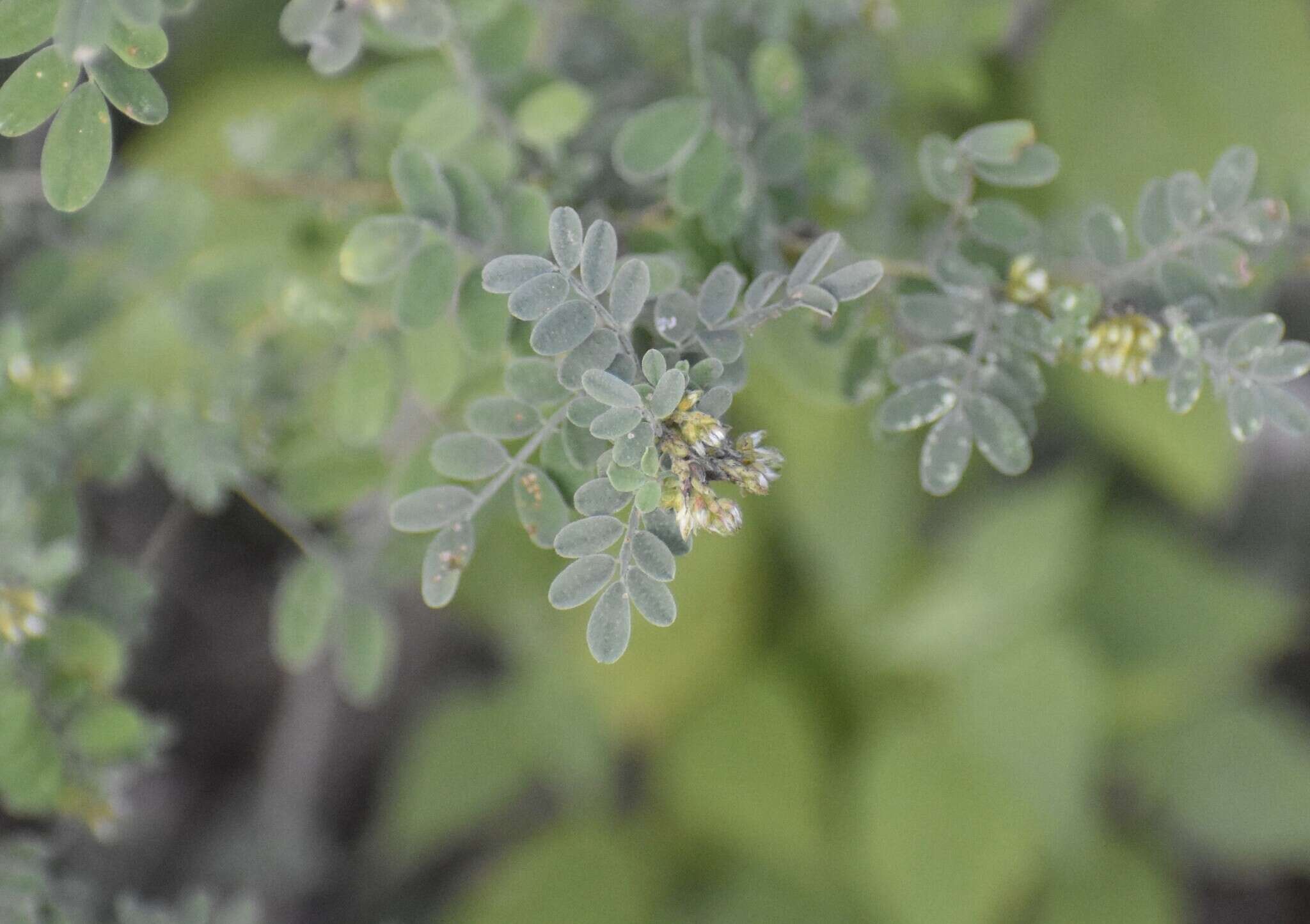 Слика од Dalea scandens var. paucifolia (J. M. Coult.) Barneby