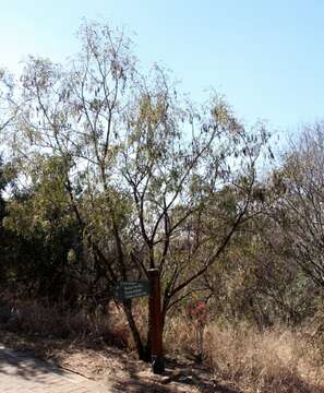 Image of Bolusanthus