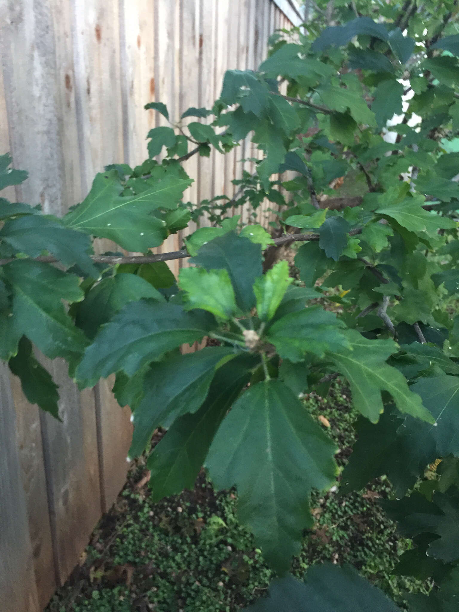 Imagem de Hibiscus syriacus L.