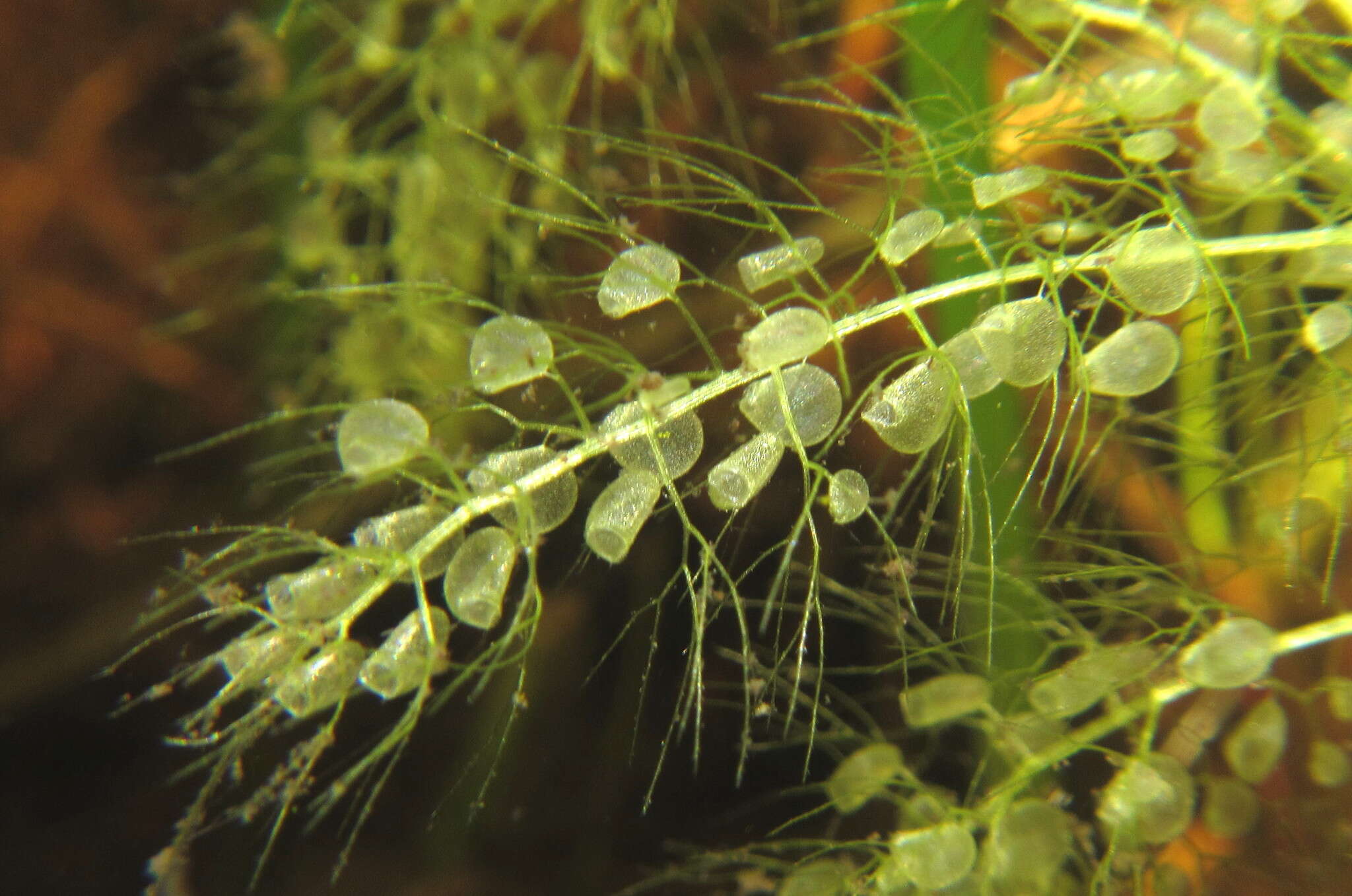 Image of Utricularia stellaris L. fil.