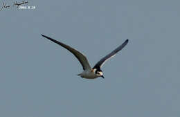 Image of White-winged Black Tern