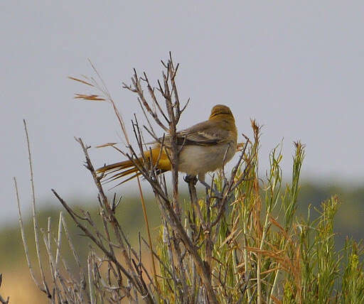 Image de Oriole de Bullock