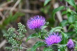 Image of Cirsium vlassovianum Fisch. ex DC.