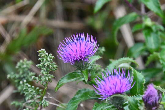 Слика од Cirsium vlassovianum Fisch. ex DC.