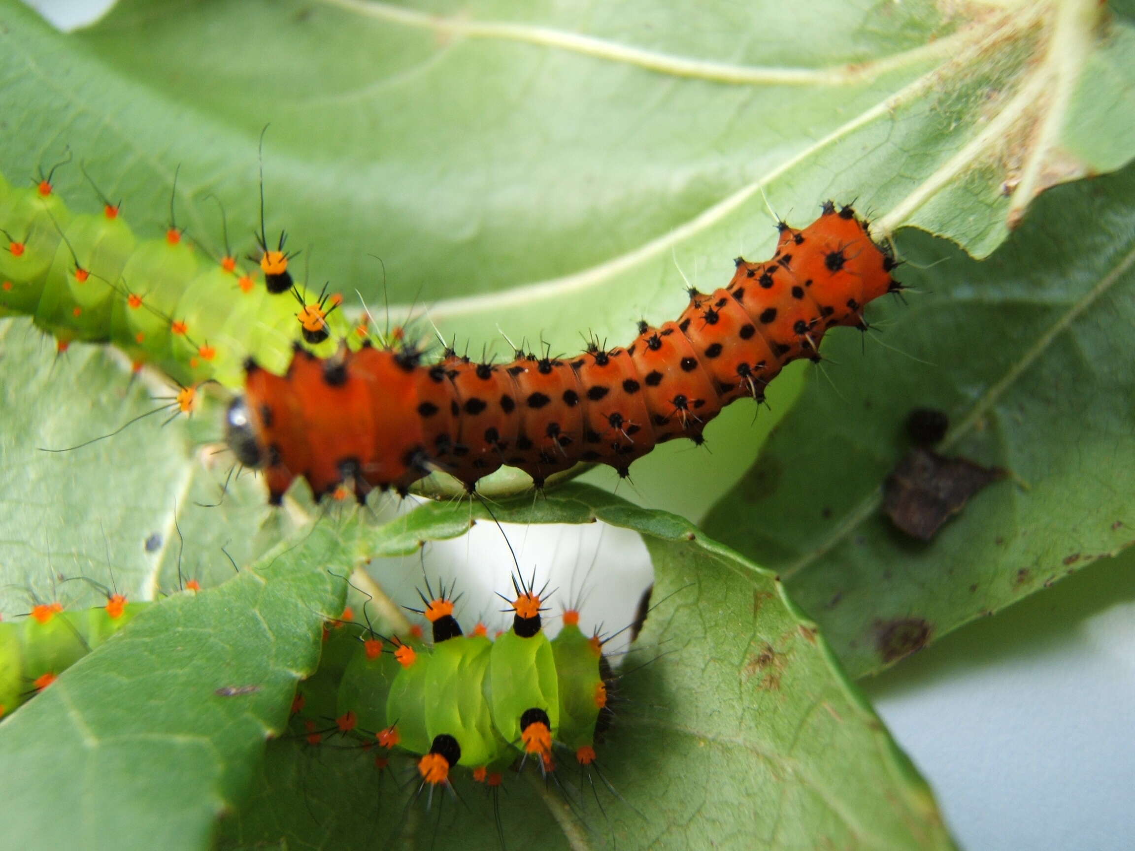 Image of Indian Luna Moth