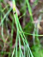 Слика од Baloskion tetraphyllum subsp. tetraphyllum