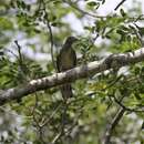 Image of Scaly-throated Honeyguide