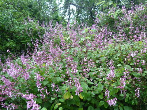 Image of Ocimum labiatum (N. E. Br.) A. J. Paton