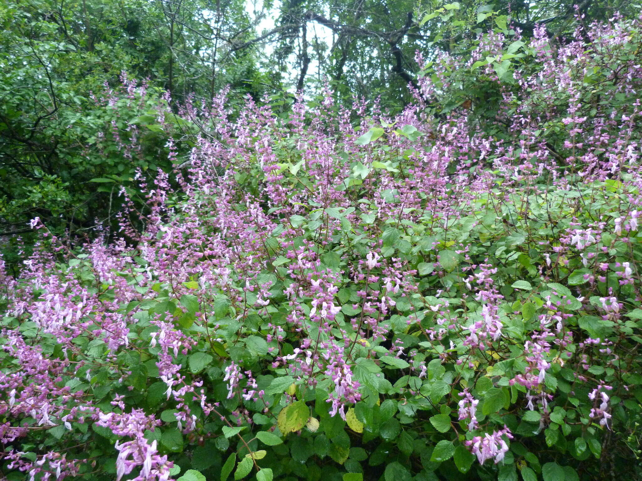 Image de Ocimum labiatum (N. E. Br.) A. J. Paton