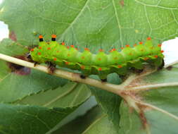 Image of Indian Luna Moth