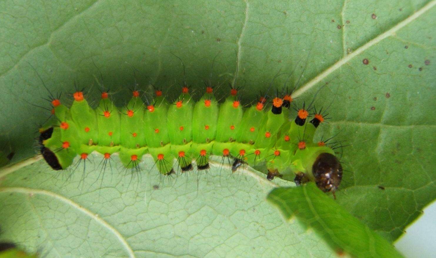 Image of Indian Luna Moth