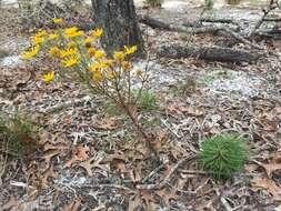 Image of coastal plain honeycombhead