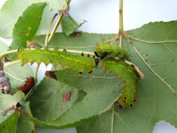 Image of Indian Luna Moth