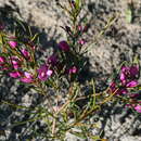 Image of Boronia nematophylla F. Müll.
