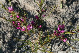 Image de Boronia nematophylla F. Müll.