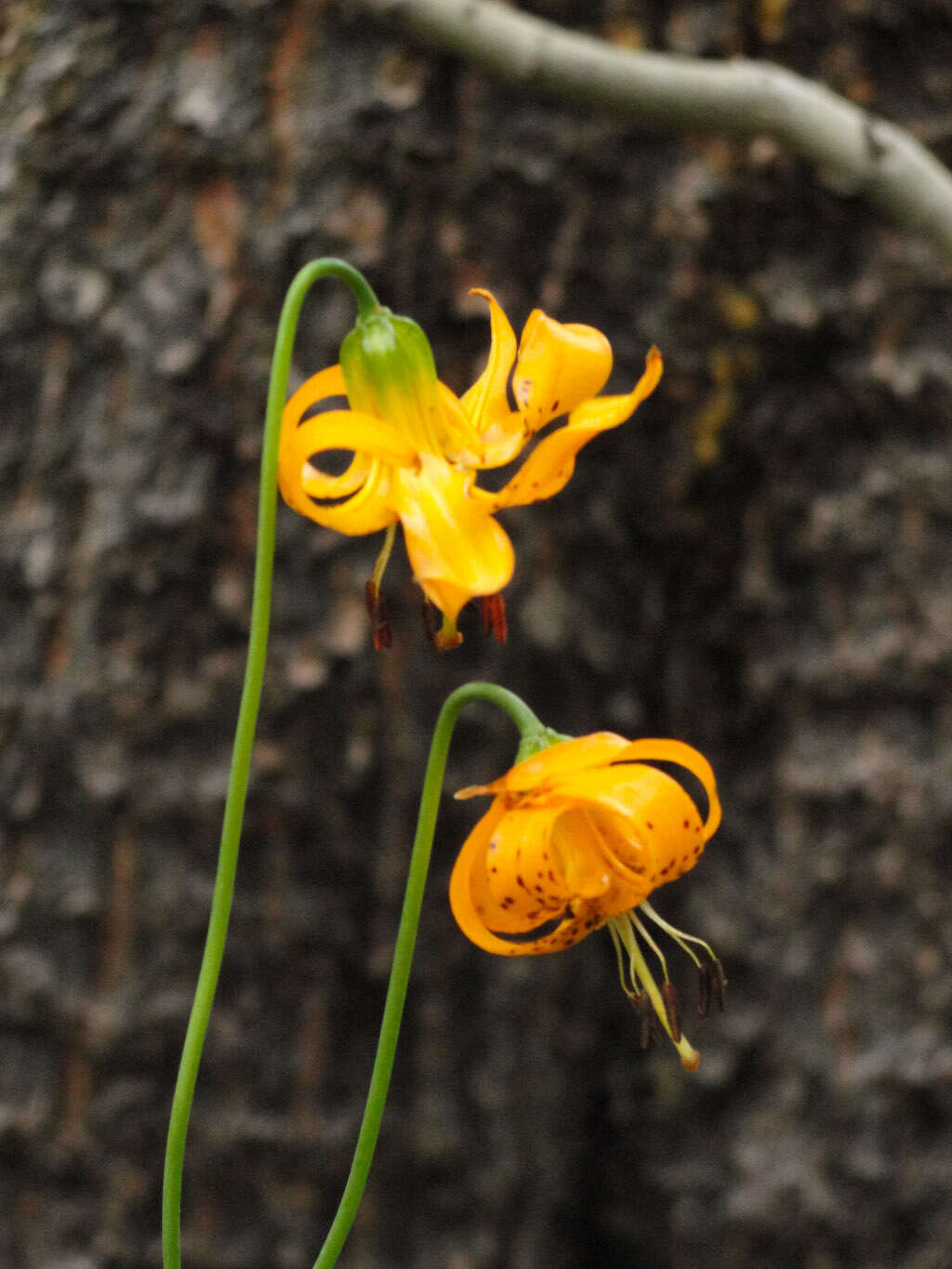 Image of Kelley's lily