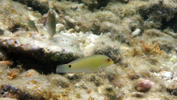 Image of Threespot wrasse