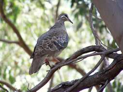 Image of Common Bronzewing