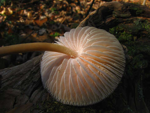 Image of Common Bonnet