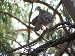 Image of Common Bronzewing