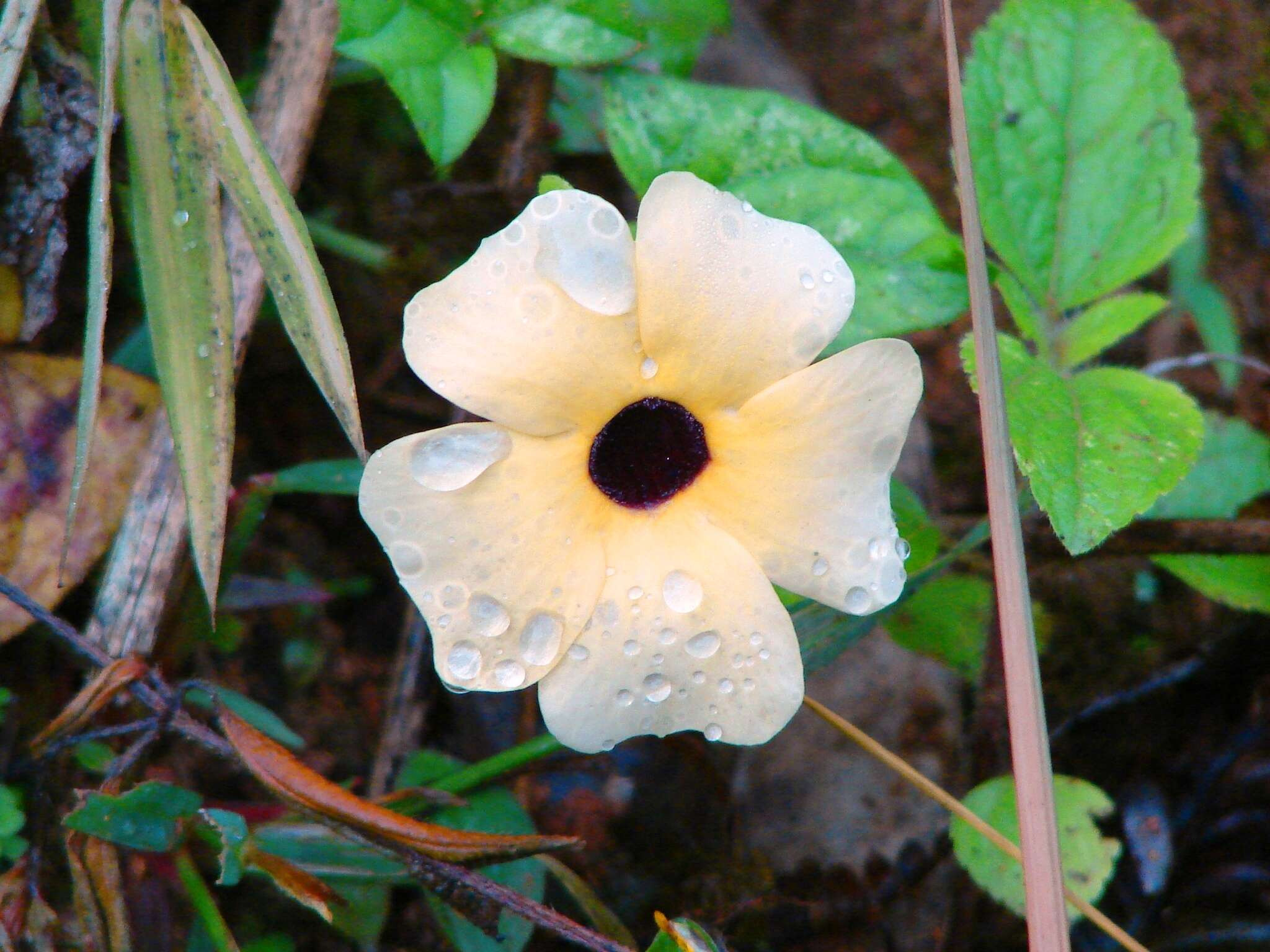 Image of blackeyed Susan vine