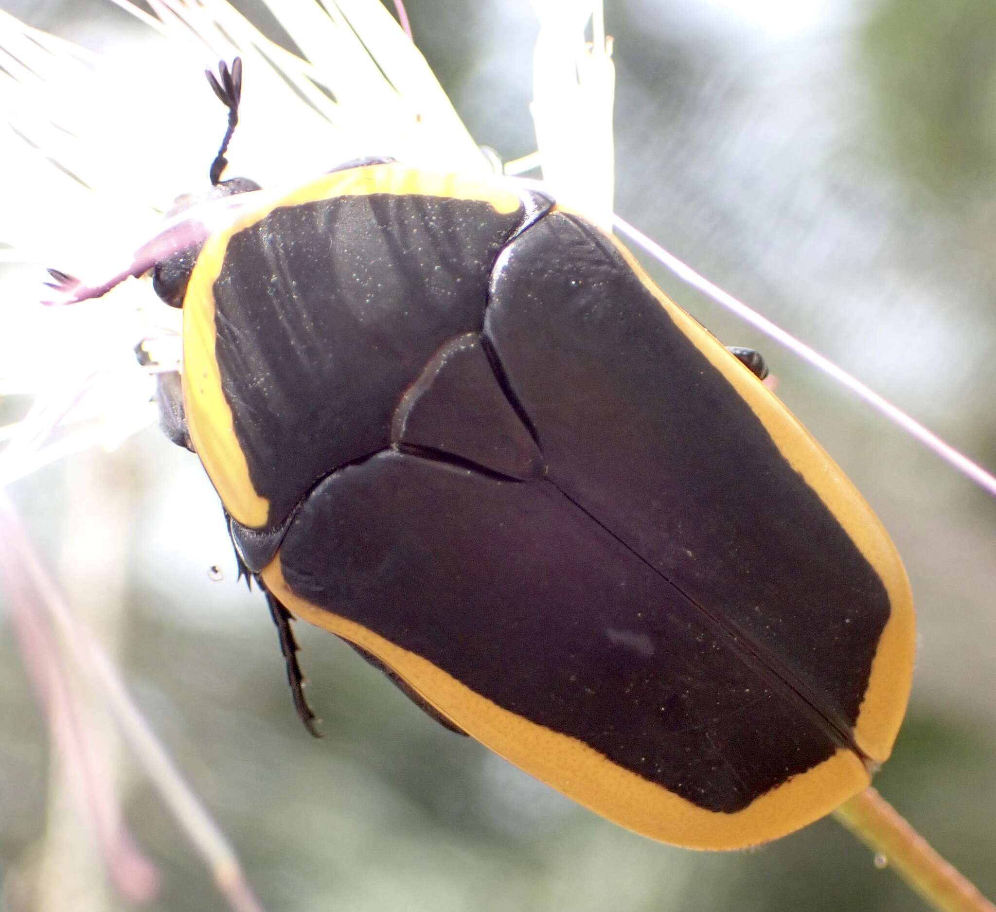 Image of Pachnoda marginata (Drury 1773)