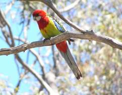 Image of Eastern Rosella