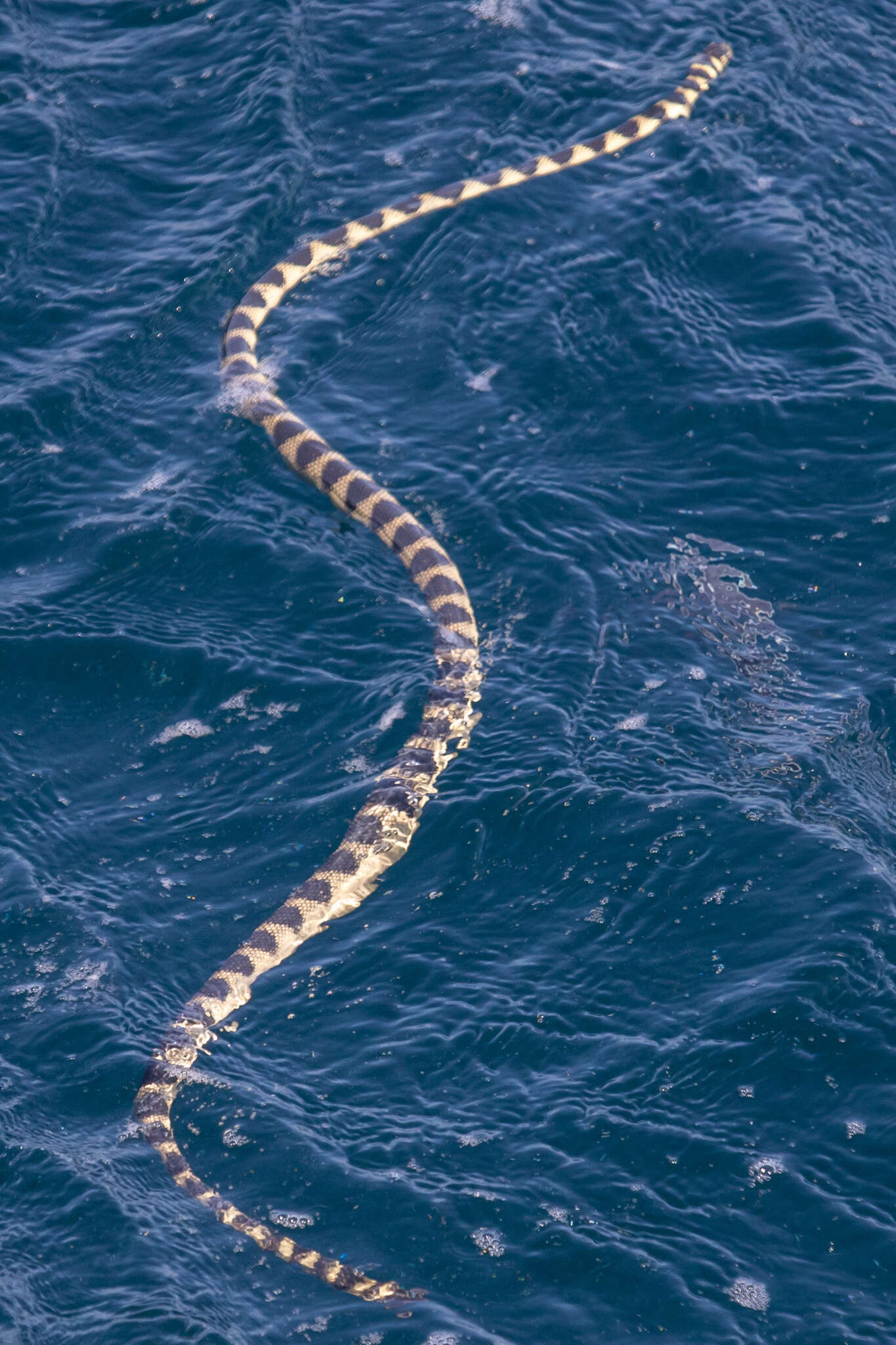 Image of Annulated Sea Snake