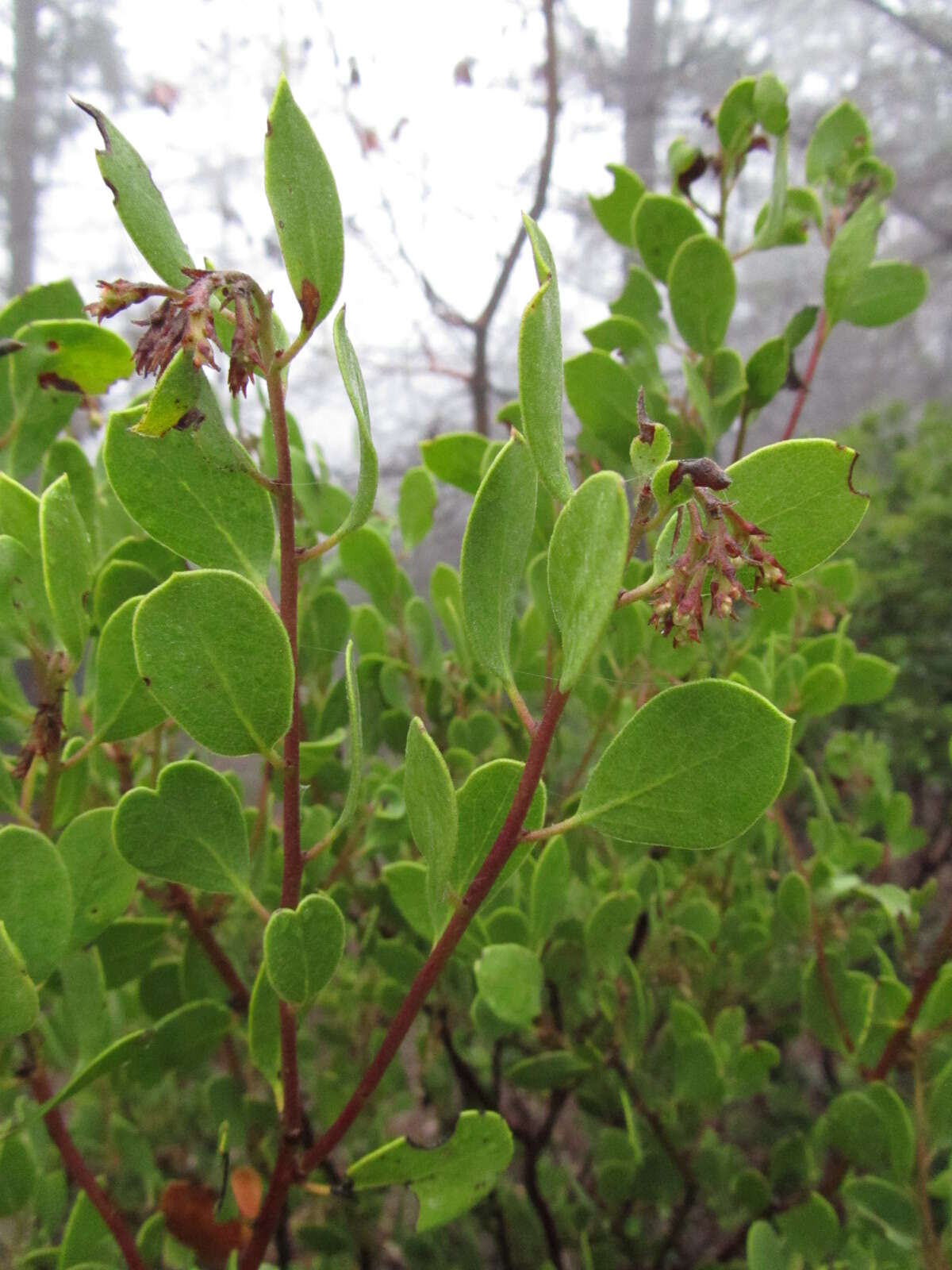 Слика од Arctostaphylos ohloneana M. C. Vasey & V. T. Parker