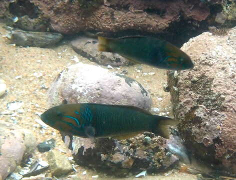 Image of Red-cheek wrasse