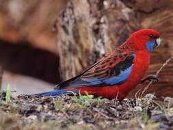 Image of Crimson Rosella