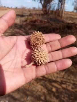 Plancia ëd Rhopalocarpus lucidus Bojer