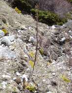 Image of Meconopsis paniculata (D. Don) Prain