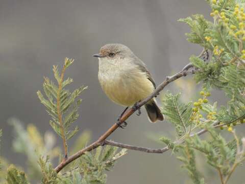 Image of Buff-rumped Thornbill