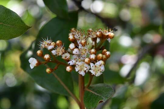 Image of <i>Photinia matudae</i>