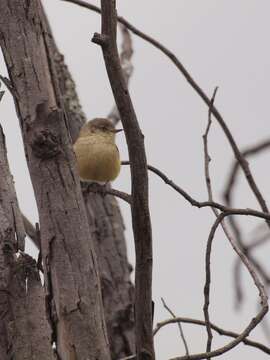 Image of Buff-rumped Thornbill