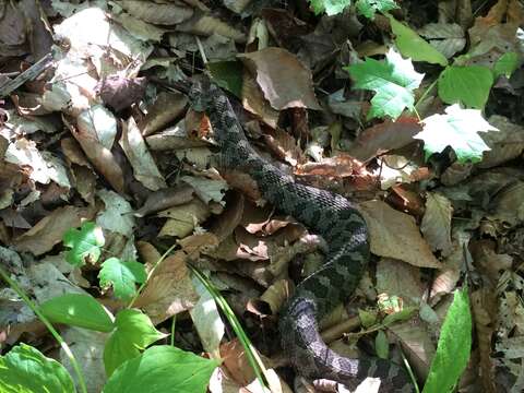 Image of Black massasauga