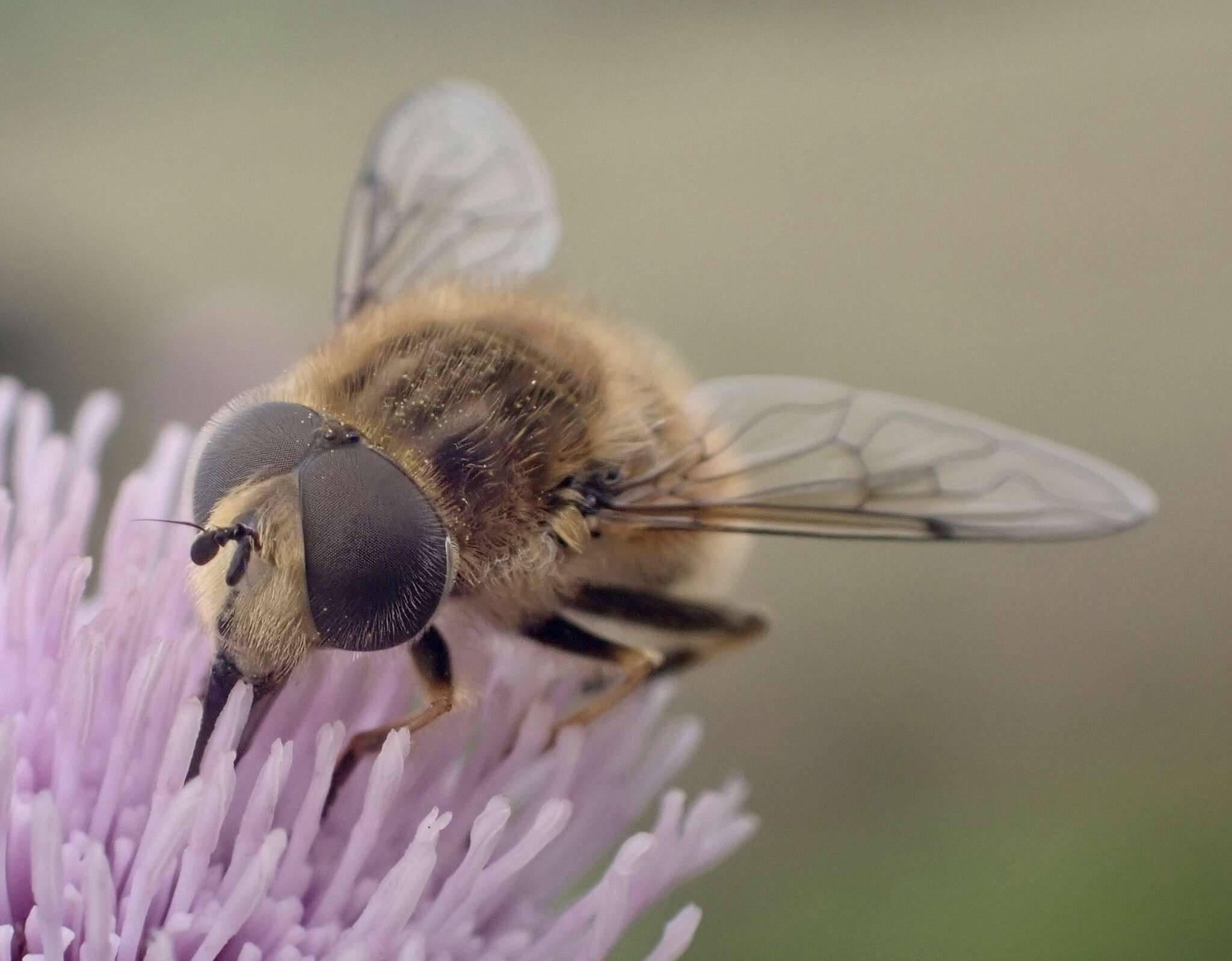 Image of Eristalis abusivus Collin 1931