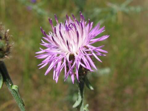 Image of spotted knapweed