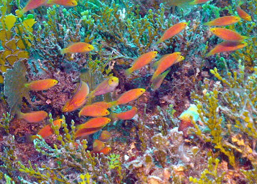 Image of Johnson&#39;s wrasse