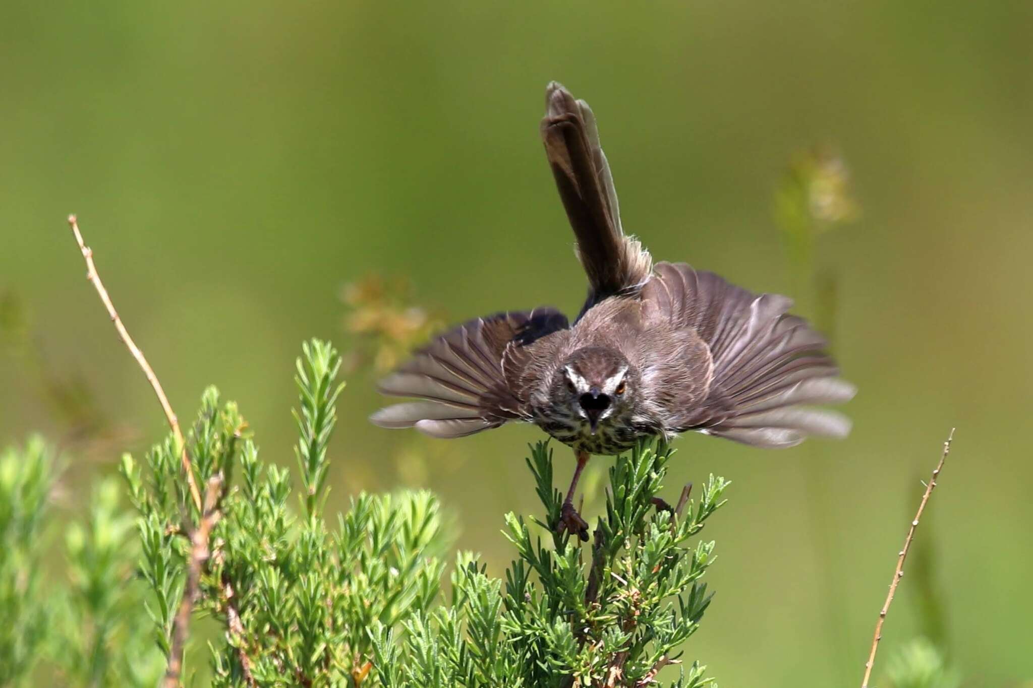 Image of Prinia maculosa exultans Clancey 1982