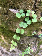 Adiantum capillus-junonis Rupr.的圖片