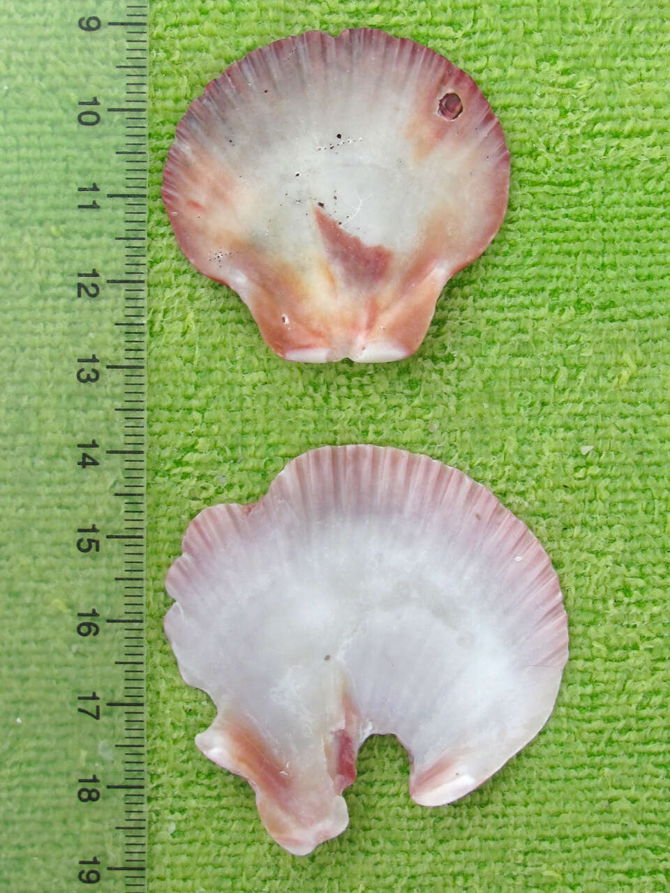 Image of Bermuda sand scallop