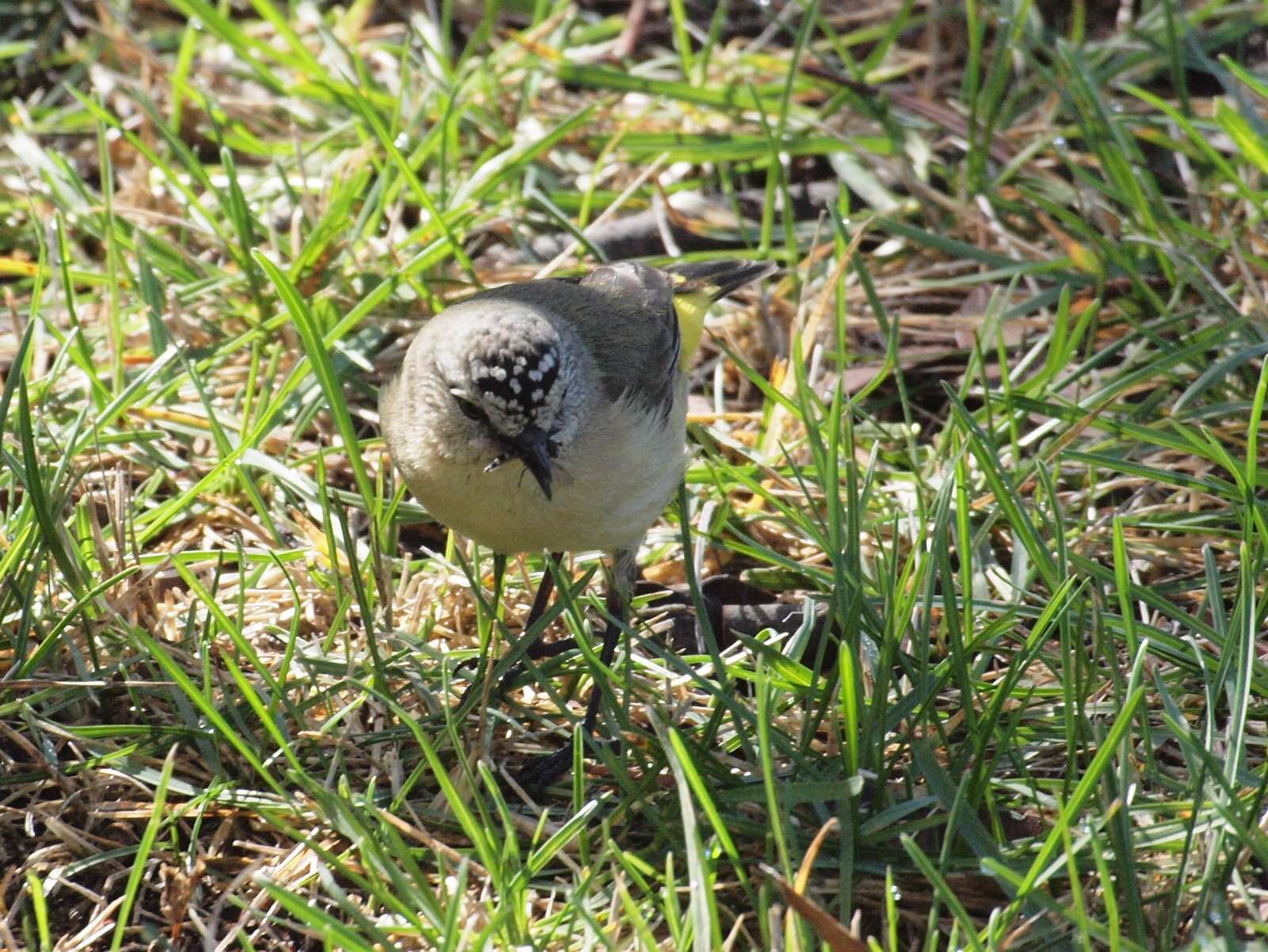 Image of Yellow-rumped Thornbill